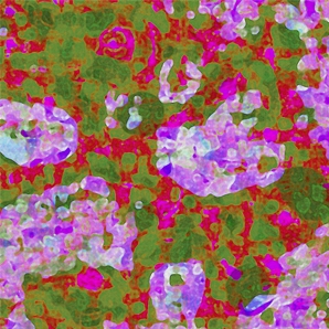 Bougainvillierss